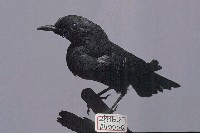 Blue Rock Thrush Collection Image, Figure 2, Total 16 Figures